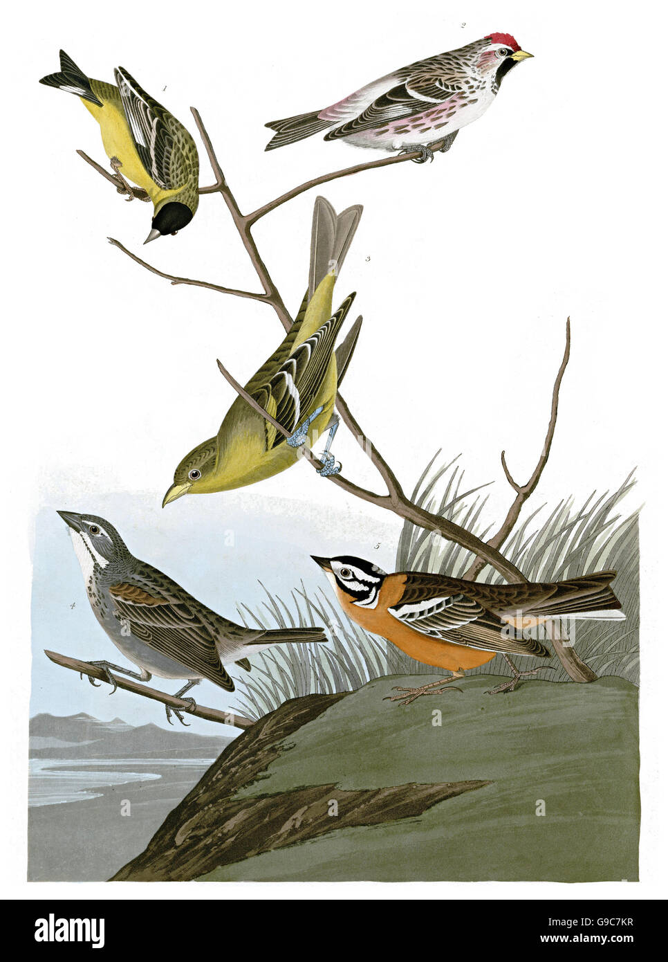 1 Townsend s Bunting, Dickcissel oiseaux, mystère, de l'existence incertaine, Emberiza townsendii, Townsend s Bunting, Dickcissel, 2 Banque D'Images