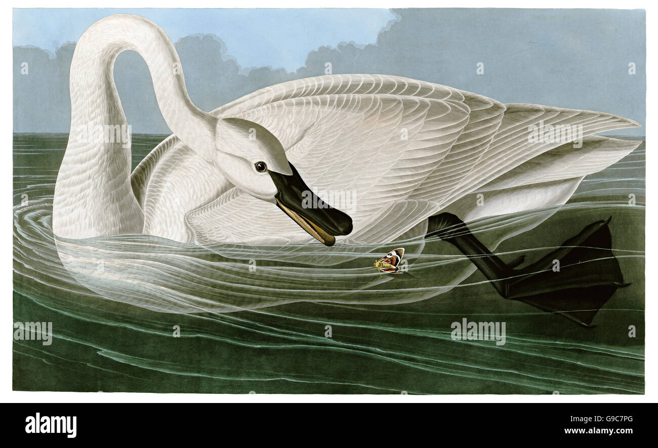 Le cygne, Cygnus buccinator, oiseaux, 1827 - 1838 Banque D'Images