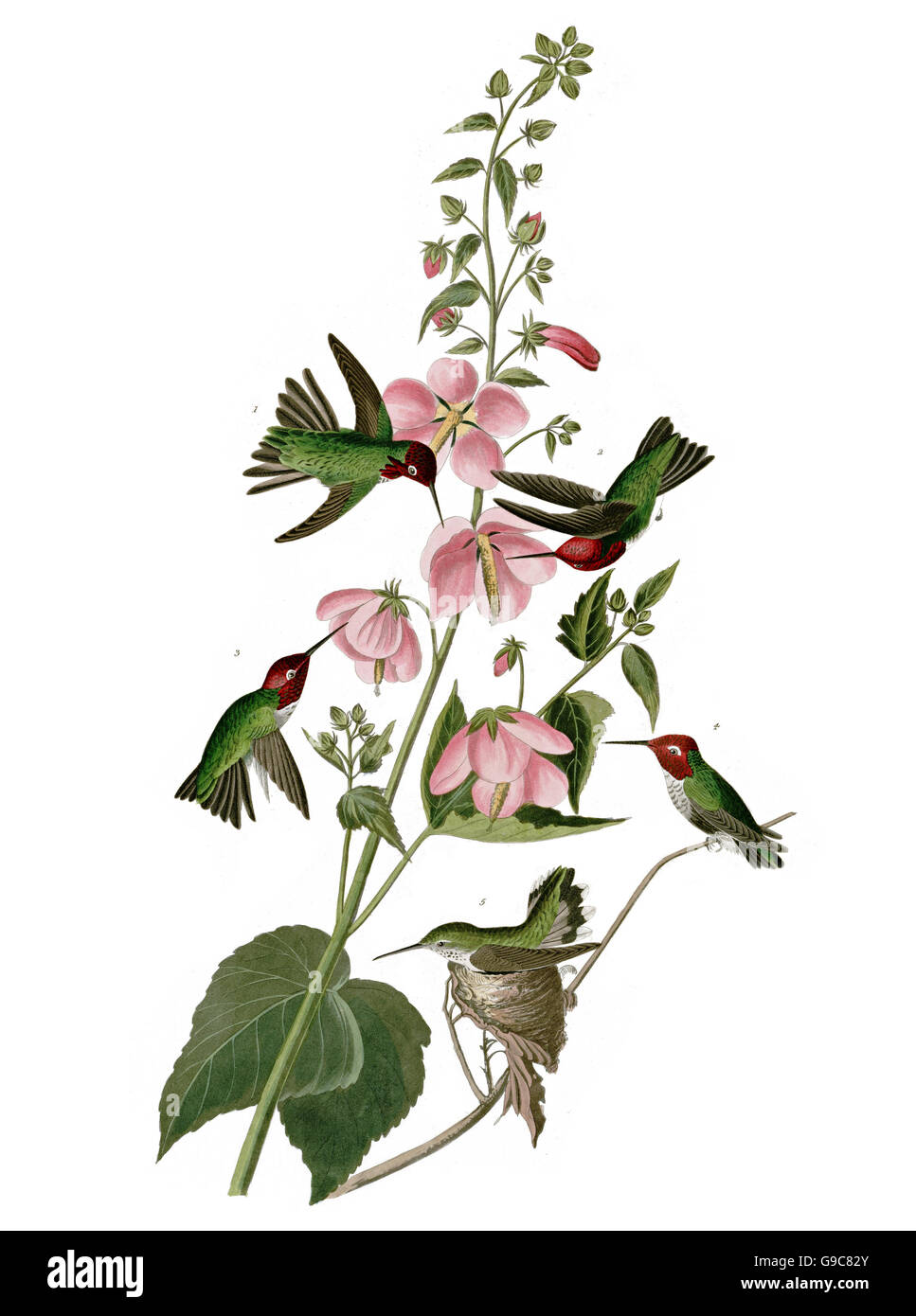 Calypte anna s Hummingbird, Anna, d'oiseaux, 1827 - 1838 Banque D'Images