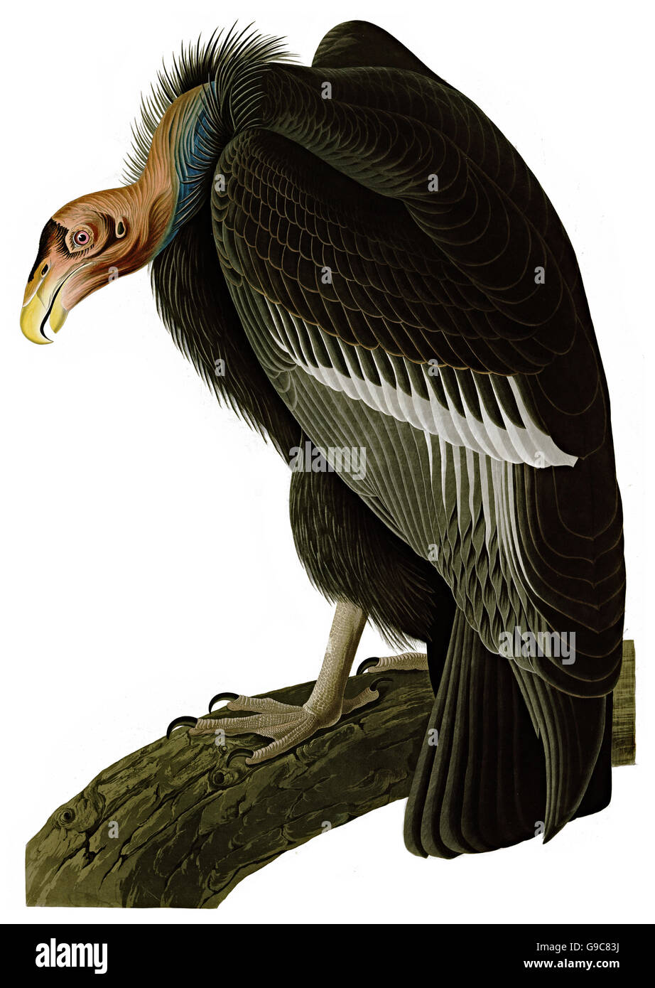 Condor de Californie Gymnogyps californianus,, d'oiseaux, 1827 - 1838 Banque D'Images