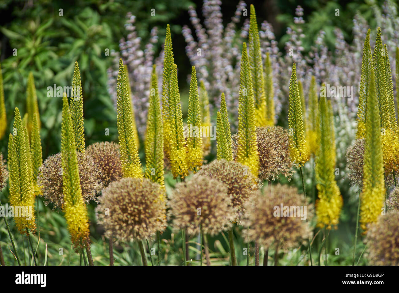 Lys Foxtail lily bougie bougies désert blooming Eremurus isabellinus 'Cleopatra' Banque D'Images