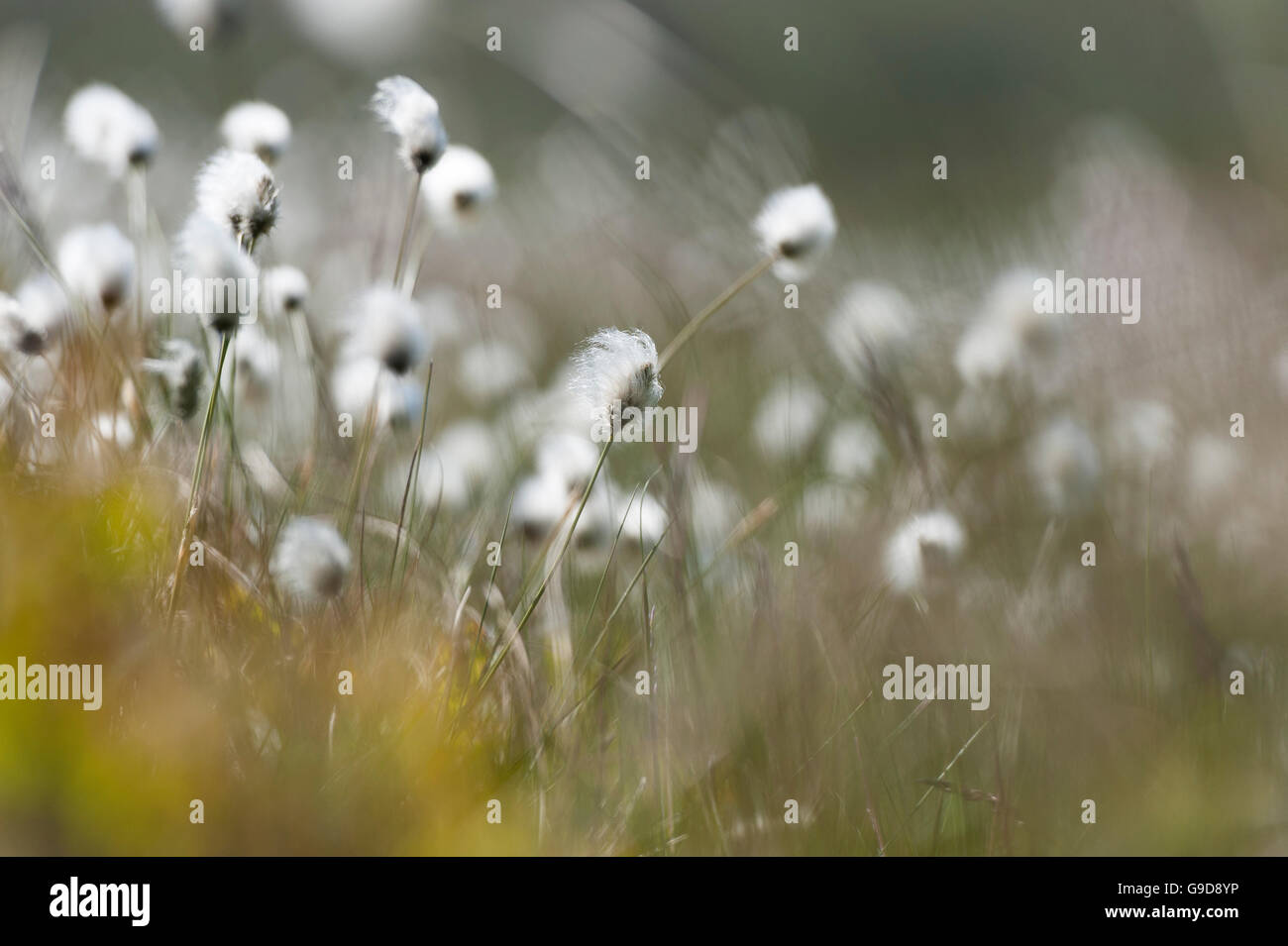 La linaigrette, Eriophorum vaginatum, la floraison sur la lande. , Cumbria (Royaume-Uni). Banque D'Images