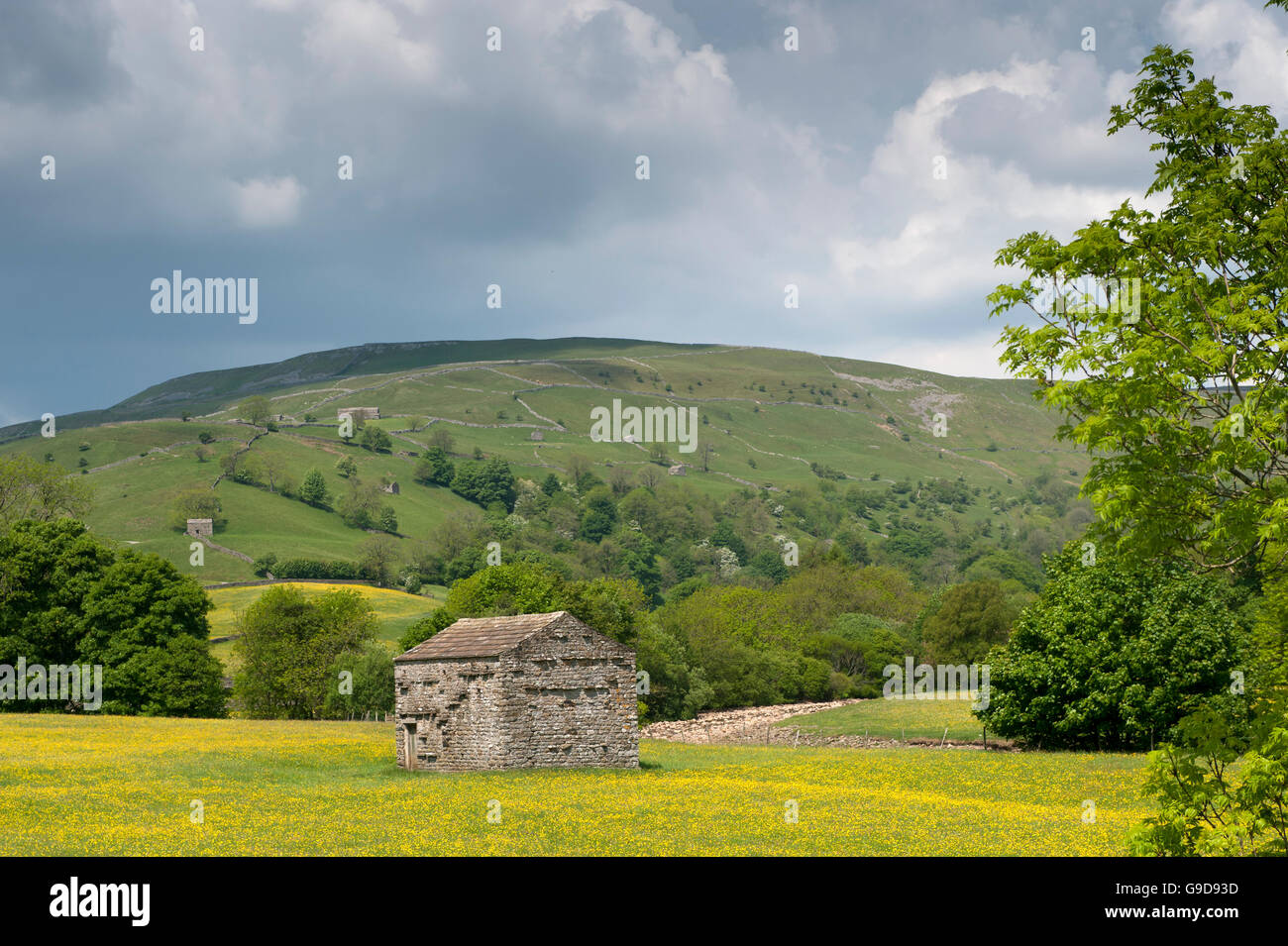 Granges dans les prés de fleurs sauvages, au début de l'été, dans la région de Swaledale, près de Muker, Yorkshire Dales National Park, Royaume-Uni. Banque D'Images