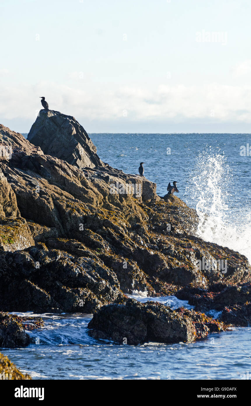 D'un vague jette vaporiser sur quatre grands cormorans (Phalacrocorax carbo) sur la rive de Seal Harbor, Maine. Banque D'Images