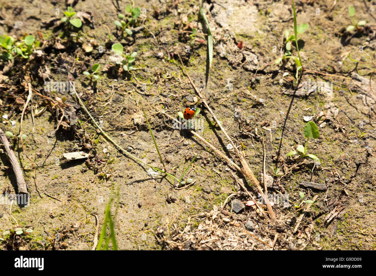 Coccinelle rouge se repose sur une feuille d'herbe Banque D'Images