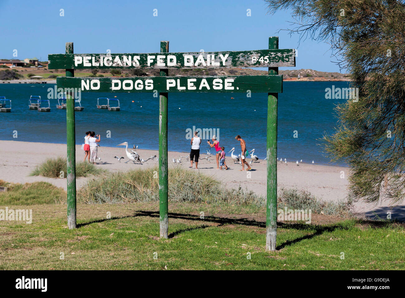 Pélican nourrissant, zone ouest de l'Australie Kalbarri Banque D'Images