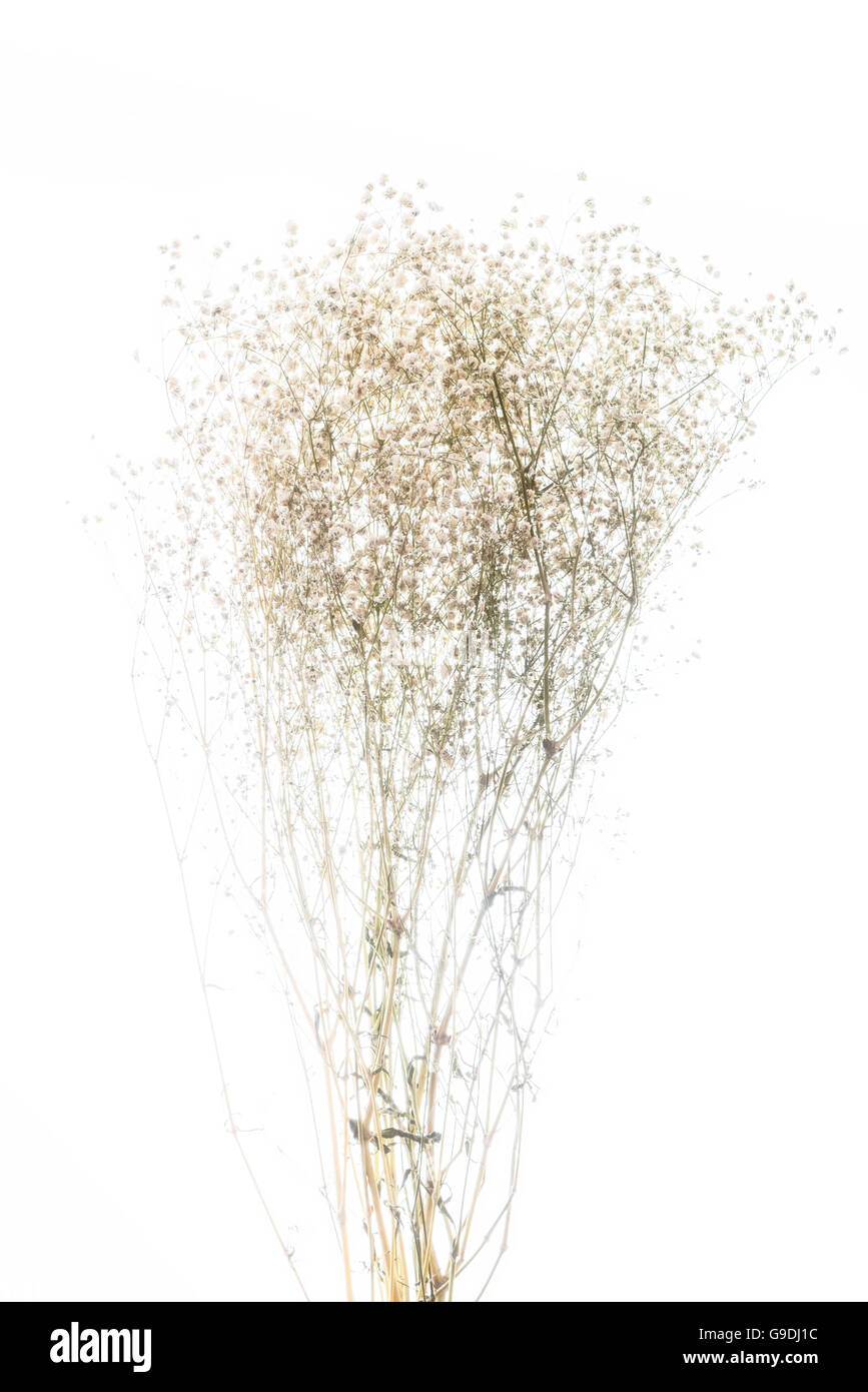 Soft focus gypsophila sur fond blanc Banque D'Images