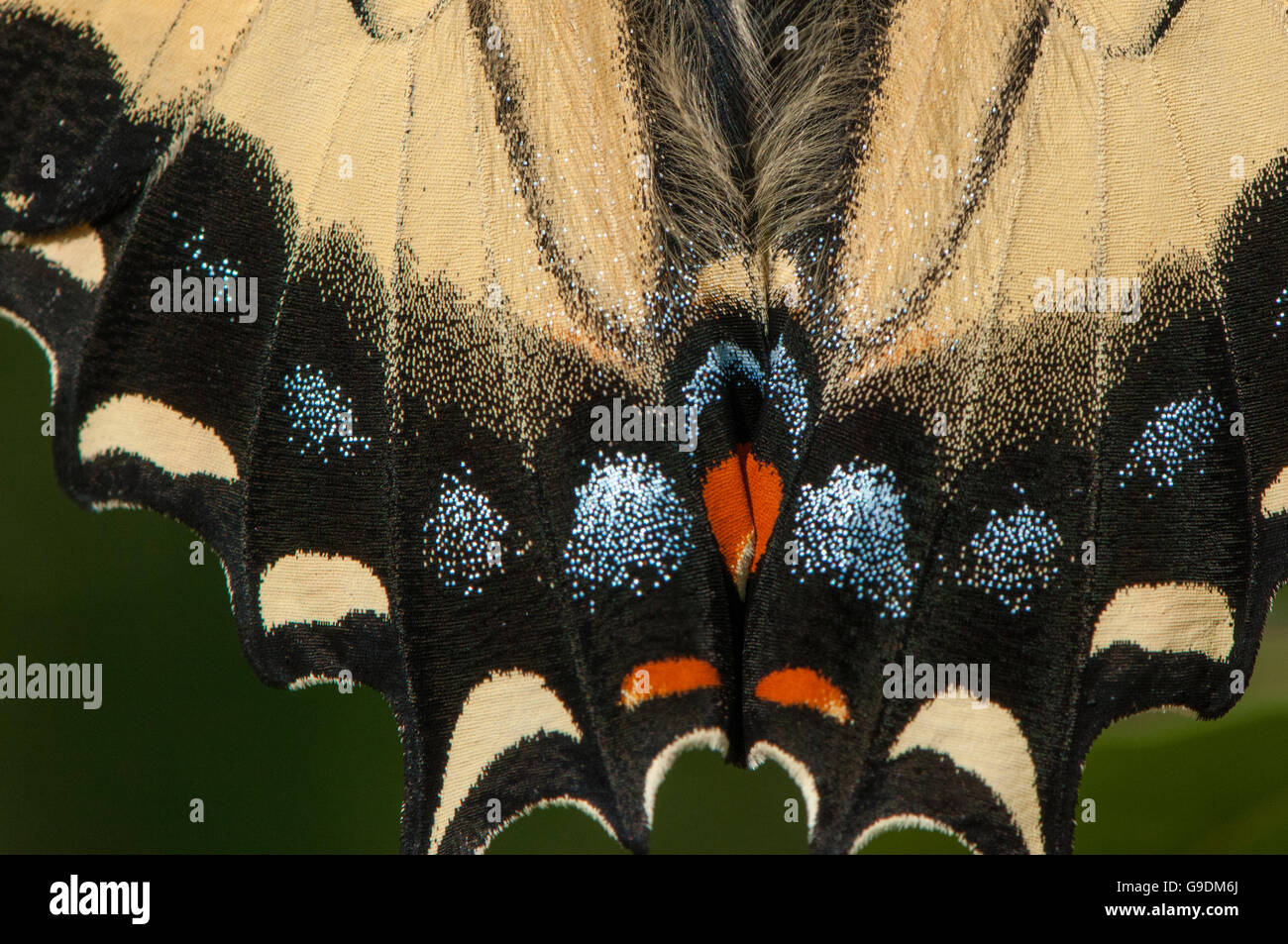 Extreme close-up de la queue d'un papillon de l'Est. Banque D'Images