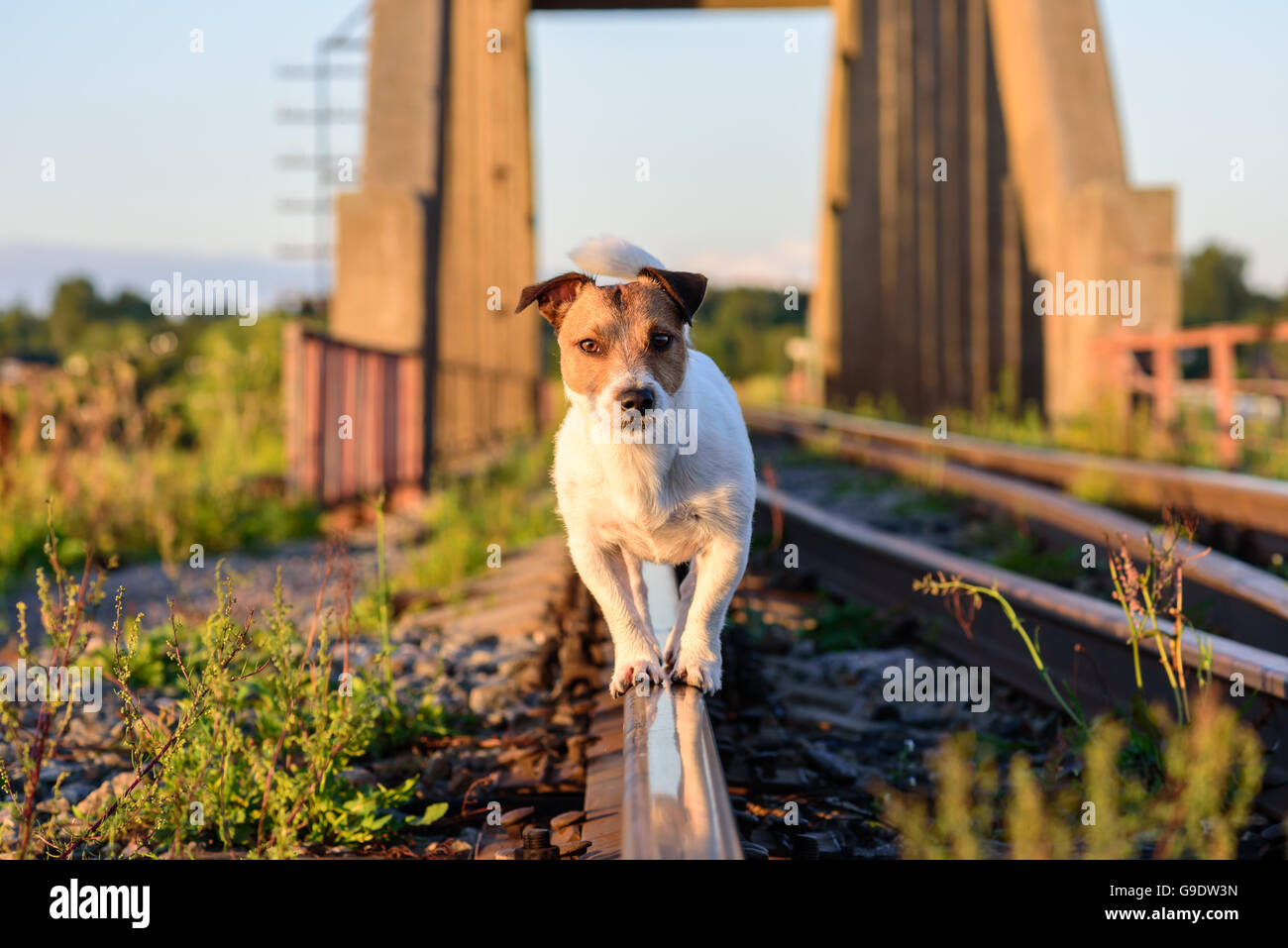 Promenade de chiens et d'équilibrage sur le rail à jouer à railroad Banque D'Images