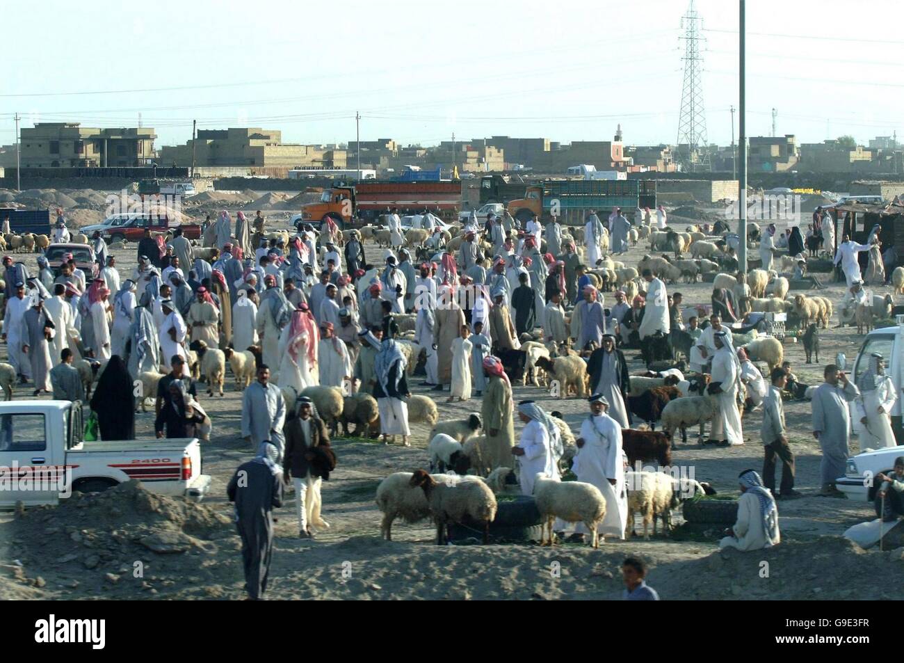 La vie normale est revenu à certaines régions de l'Iraq et dans la ville de Samawa comme la capitale de la province d'Al Muthanna, où le marché ovin local est de nouveau en plein essor. Banque D'Images