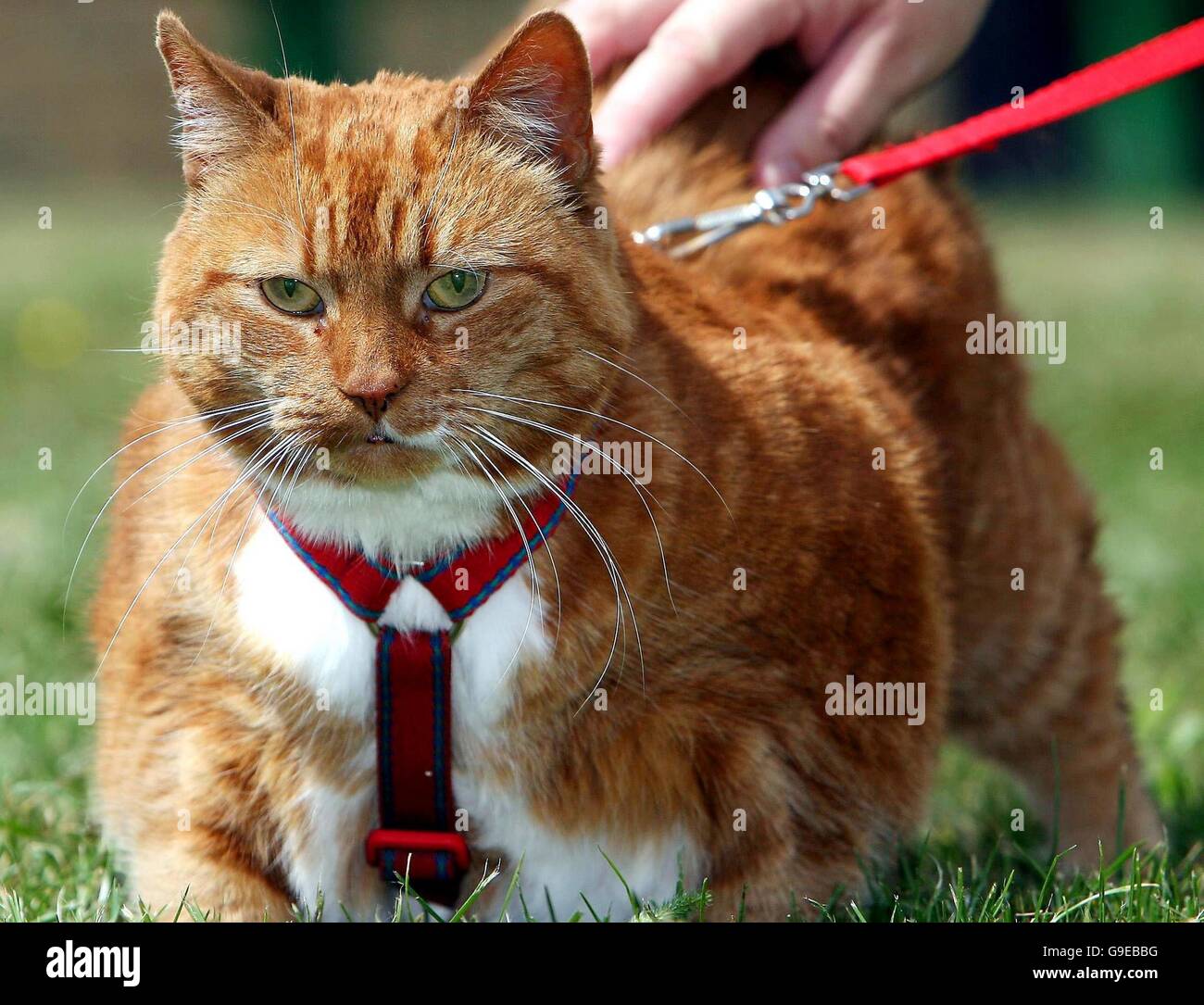 Garfield, un monstrugeux qui pèse un poids énorme de 14 kg, se détend au refuge pour chats et chiens de Longbenton à Newcastle après avoir été trouvé comme un errant dans la région de Durham. Banque D'Images