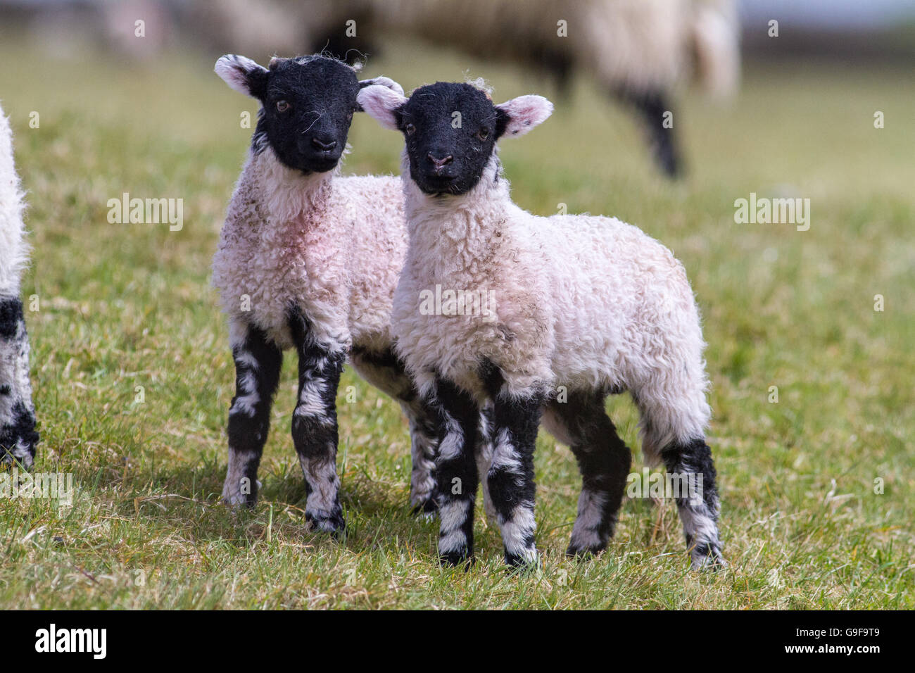 Paire de jumelles d'agneau swaledale dans un champ, ils sont debout sur l'herbe regardant la caméra. Banque D'Images