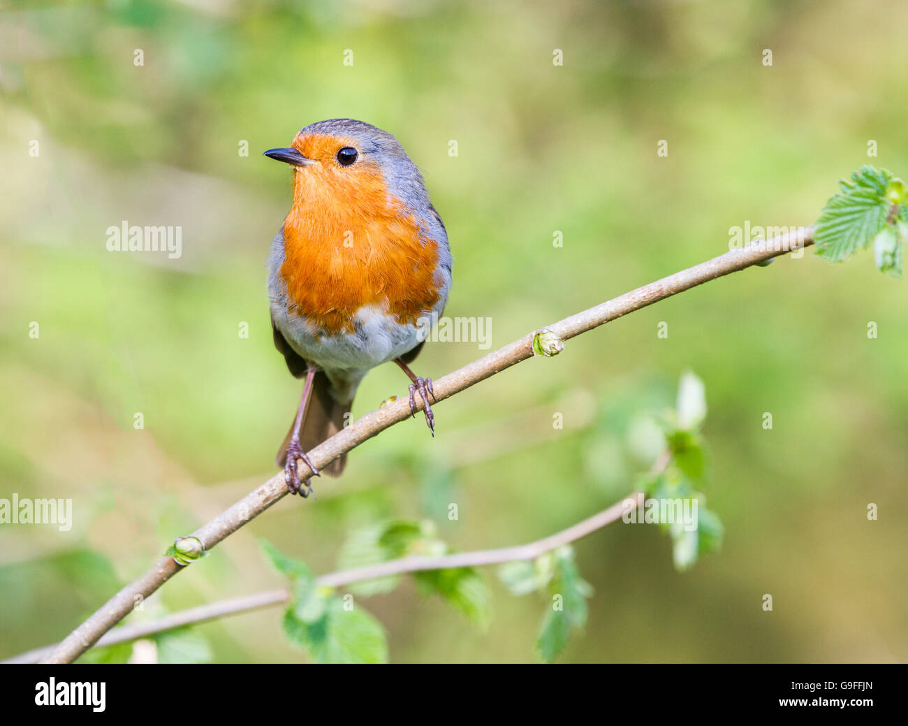 Robin européenne dans une succursale dans un bois avec un fond vert naturel. Il est perché sur un arbre hazlenut. Banque D'Images