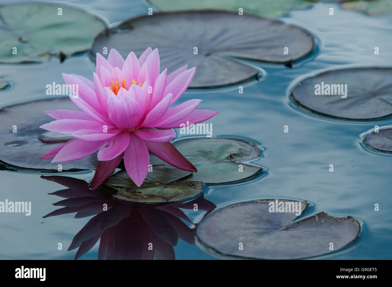 Lilly fleur avec lilly pads. Banque D'Images