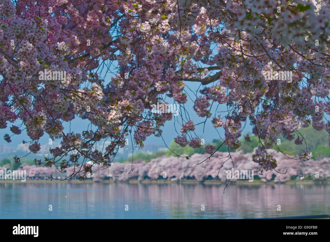 Cherry Blossom Festival National Banque D'Images