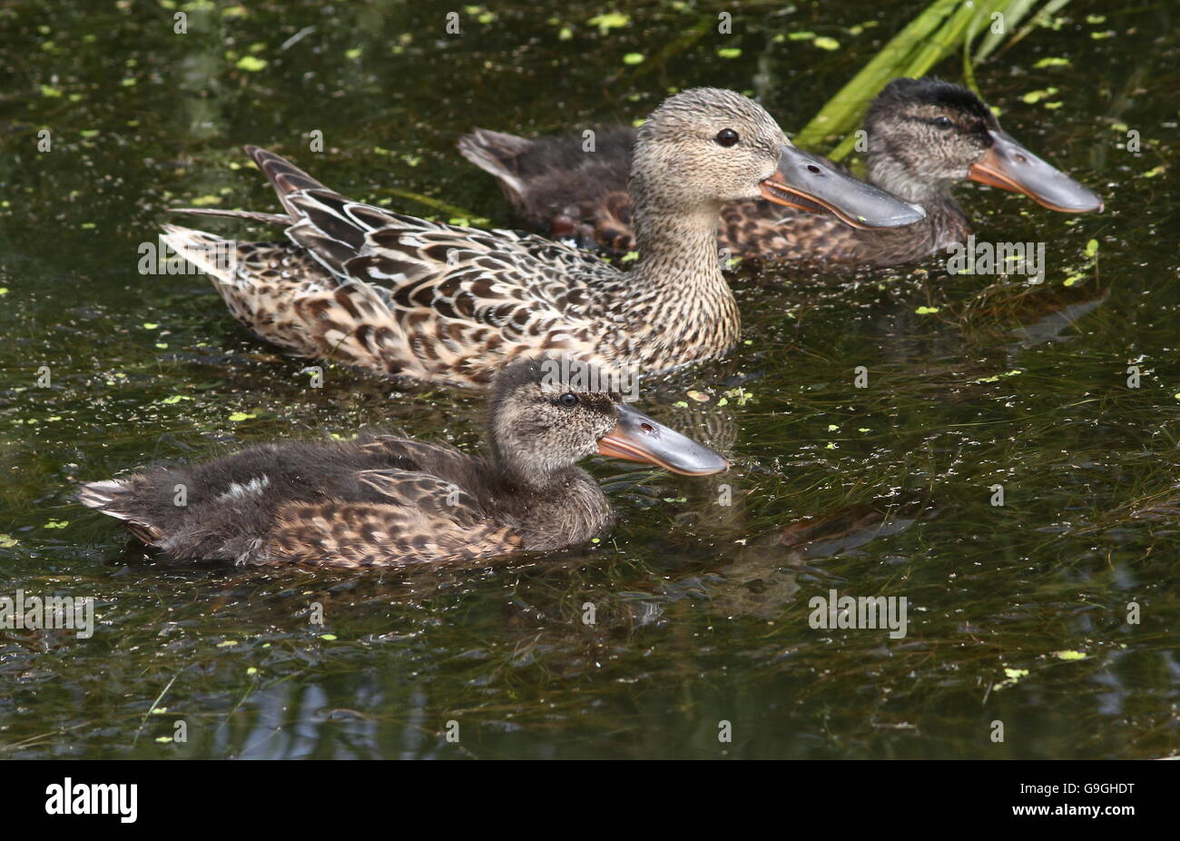 Eurasienne femelle du Canard souchet (Anas clypeata) Nager avec deux de ses canetons bébé Banque D'Images