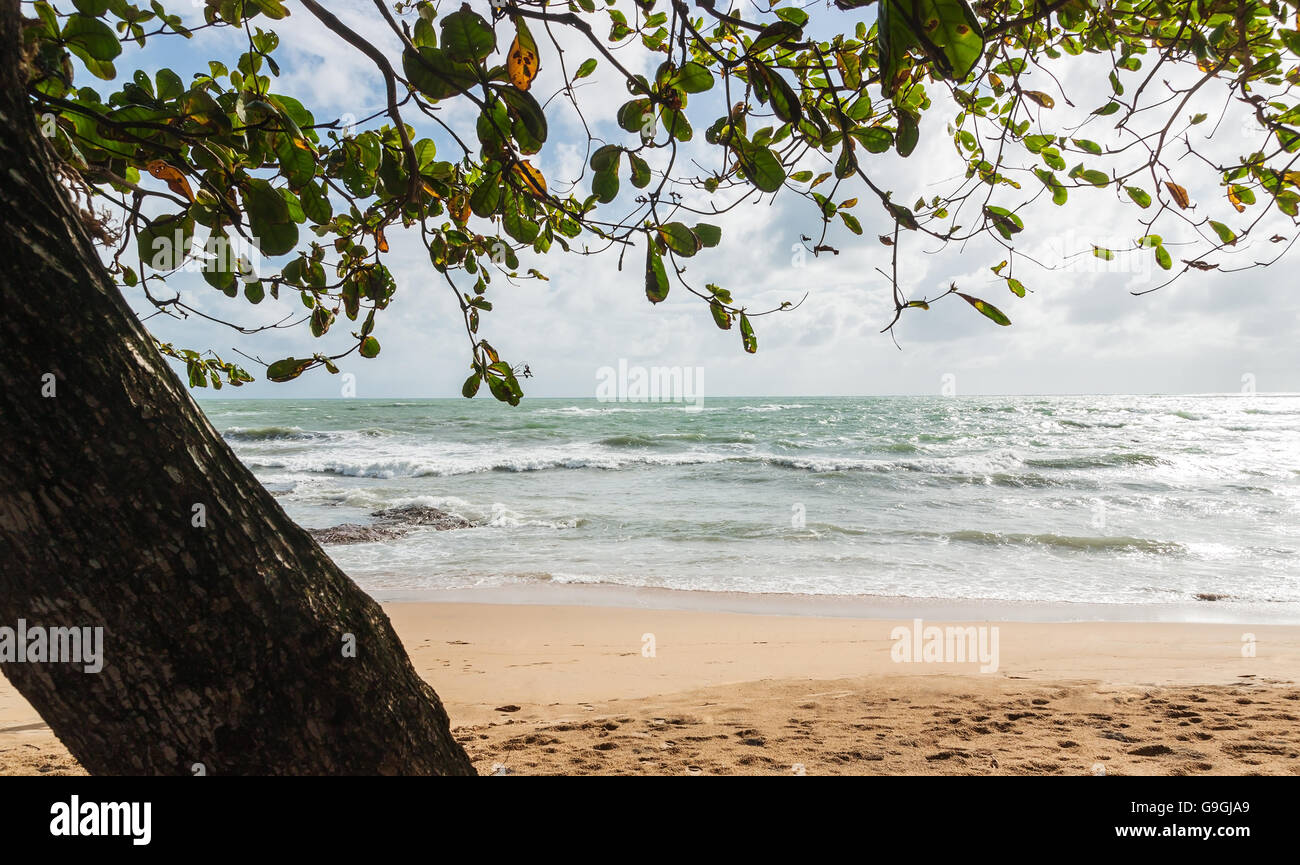 L'été et travel concept, Blue Sea avec feuille verte et plage de sable blanc et le fond de ciel bleu Banque D'Images