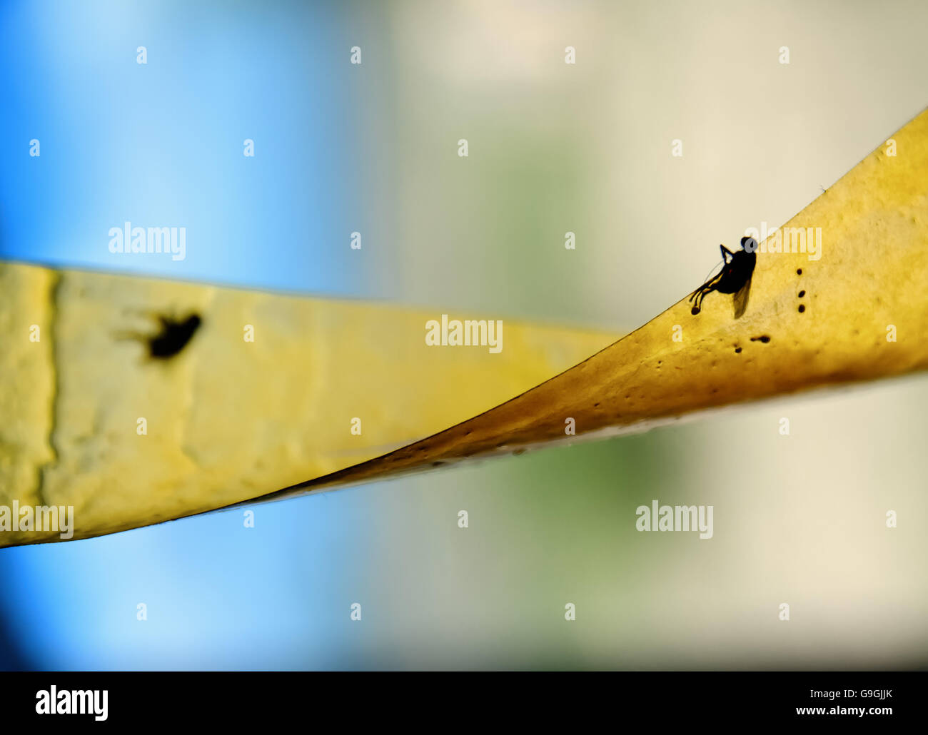 Vole sur un post-it fly trap. Banque D'Images