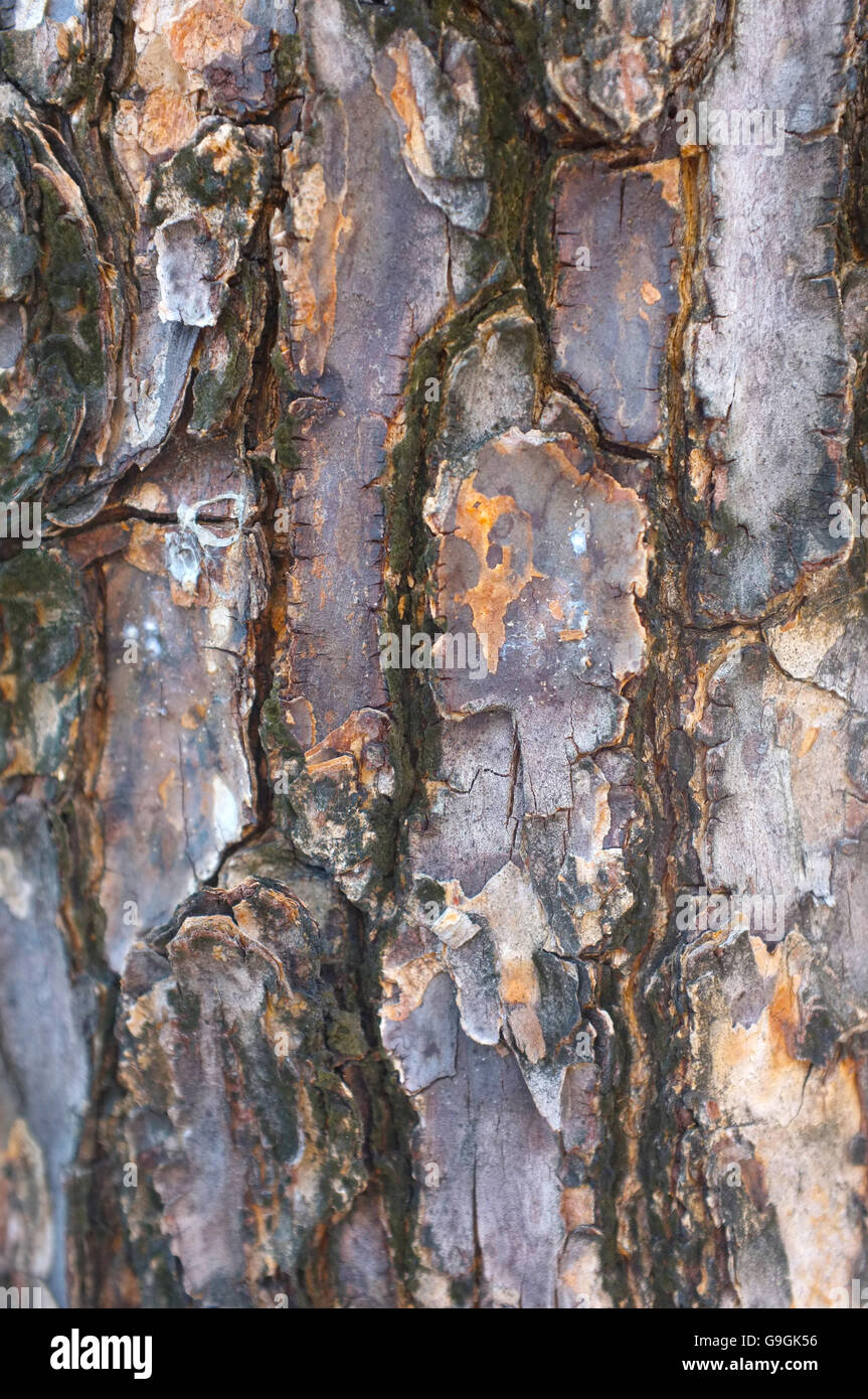 Textures en bois patiné Banque D'Images