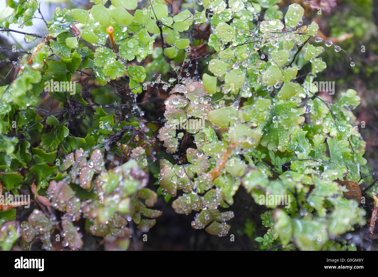 Bâton noir fern avec goutte d'eau Banque D'Images