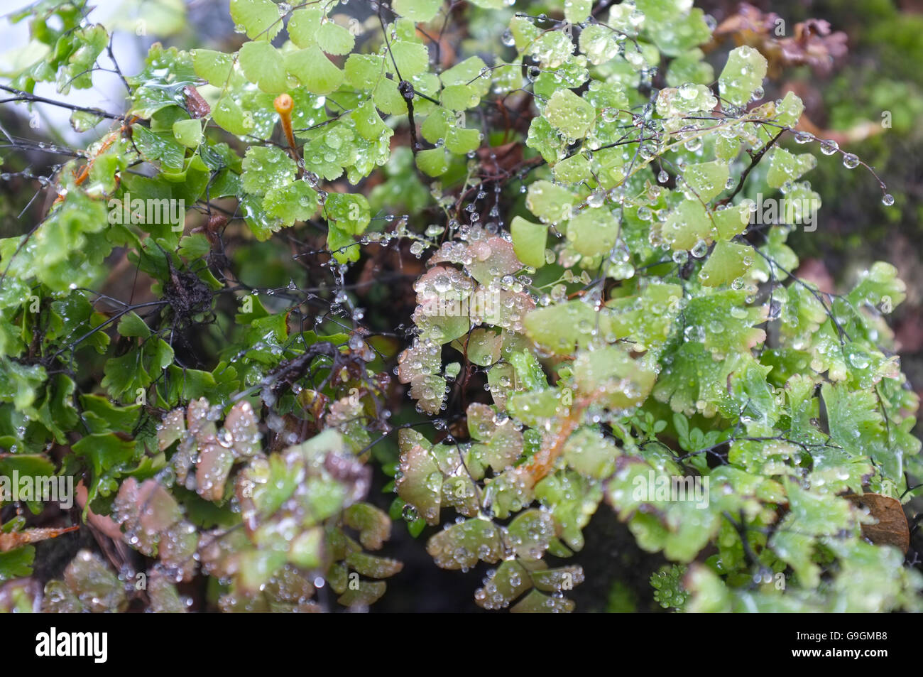 Bâton noir fern avec goutte d'eau Banque D'Images