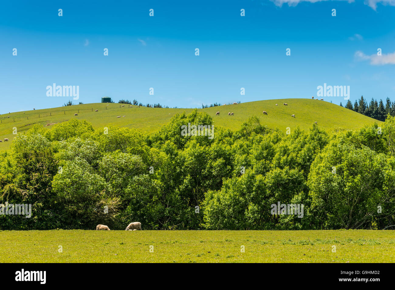 Beau paysage de la Nouvelle-Zélande - collines couvertes par l'herbe verte avec des moutons Banque D'Images