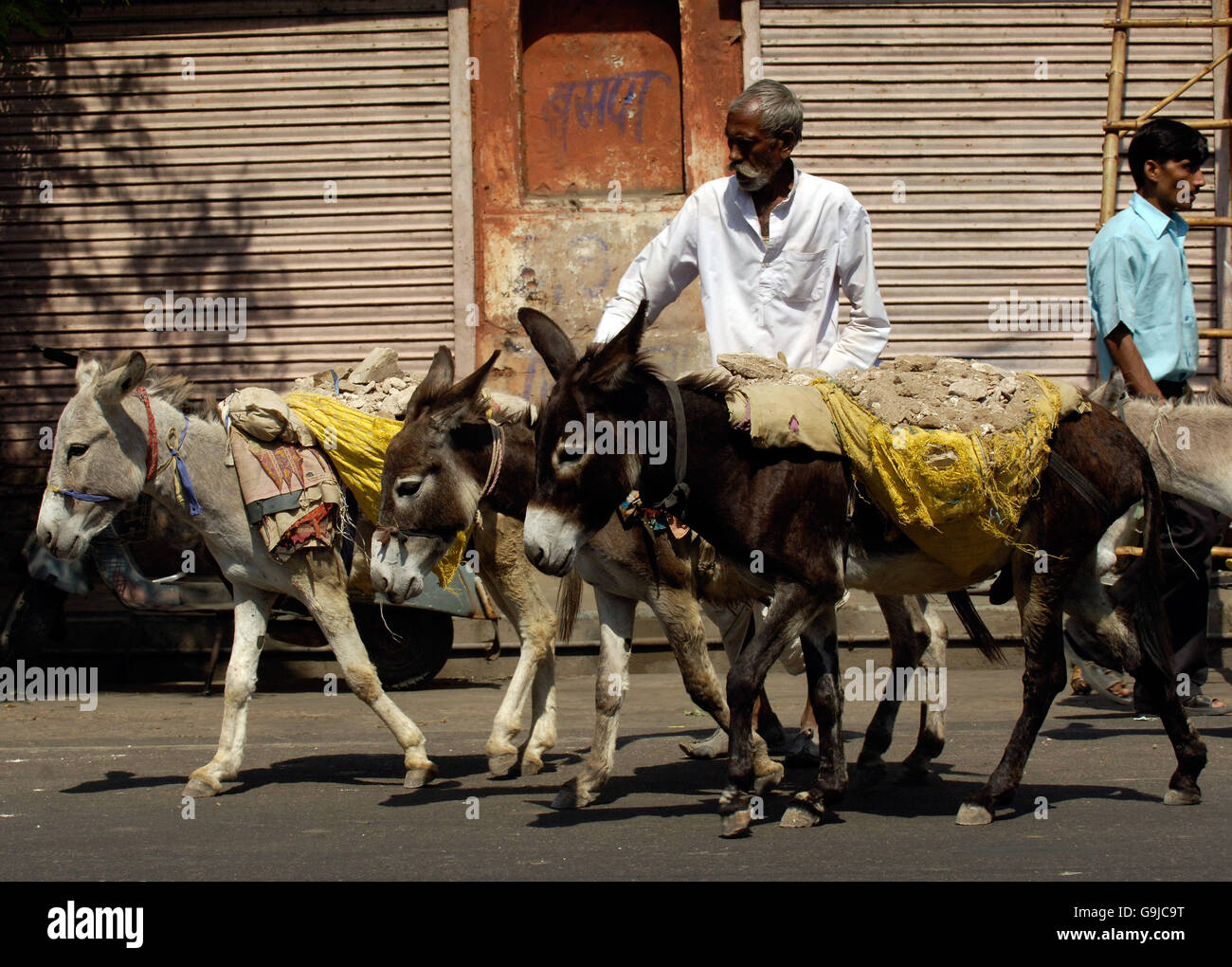 Ânes transportant des gravats dans les rues de la ville rose, Jaipur, Inde. Banque D'Images