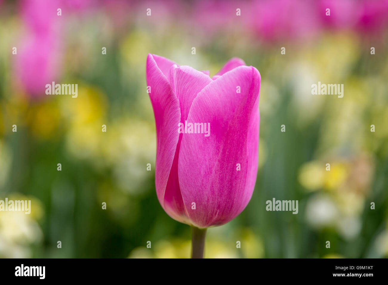 Les fleurs de printemps dans la région de shallow DOF ultra bedworth dans warwickshire uk Banque D'Images
