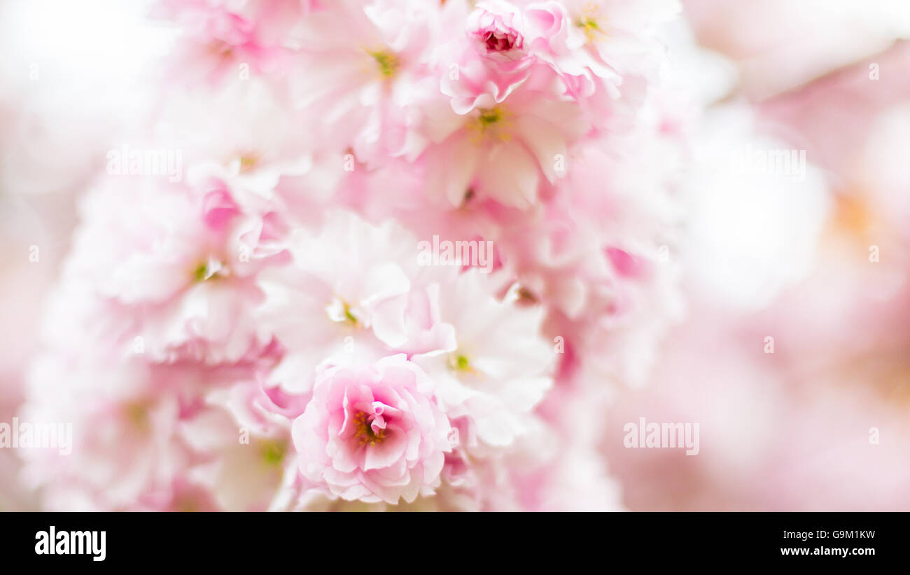Les fleurs de printemps dans la région de shallow DOF ultra bedworth dans warwickshire uk Banque D'Images