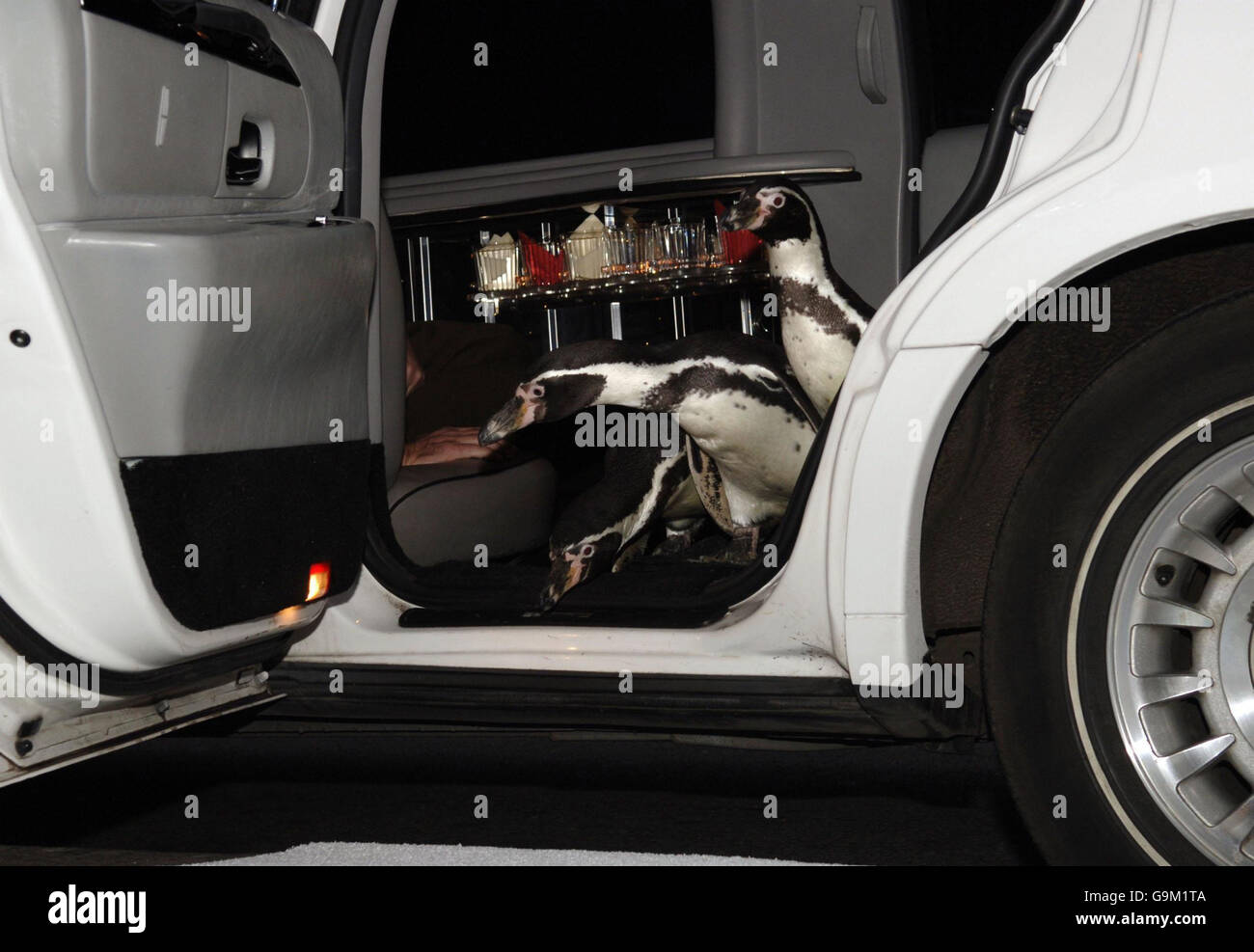 Trois pingouins de 5 ans (Ferrari, Charlie et Smiley), looklookbook « Happy feet » de Humbolt, arrivent à Madame Tussauds, à Londres, en limousine pour ouvrir officiellement le magnifique pays de Noël de la salle Blush. Banque D'Images