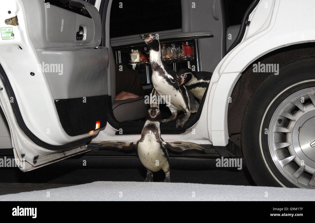 Trois pingouins de 5 ans (Ferrari, Charlie et Smiley), looklookbook « Happy feet » de Humbolt, arrivent à Madame Tussauds, à Londres, en limousine pour ouvrir officiellement le magnifique pays de Noël de la salle Blush. Banque D'Images
