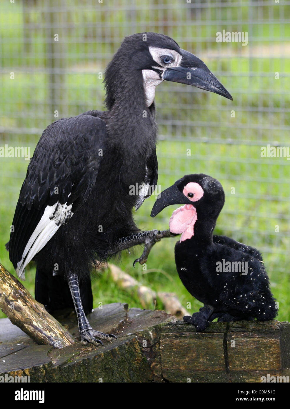 BUCO le solitaire Hornbill qui a été accrochent à un jouet bourré de câpres Hornbill au Parc zoologique de Marwell près de Winchester. Banque D'Images