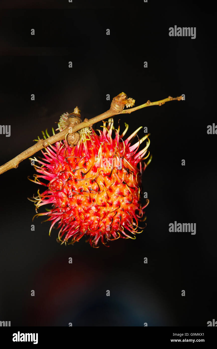 Un Rambutan fruit en fond noir. Banque D'Images