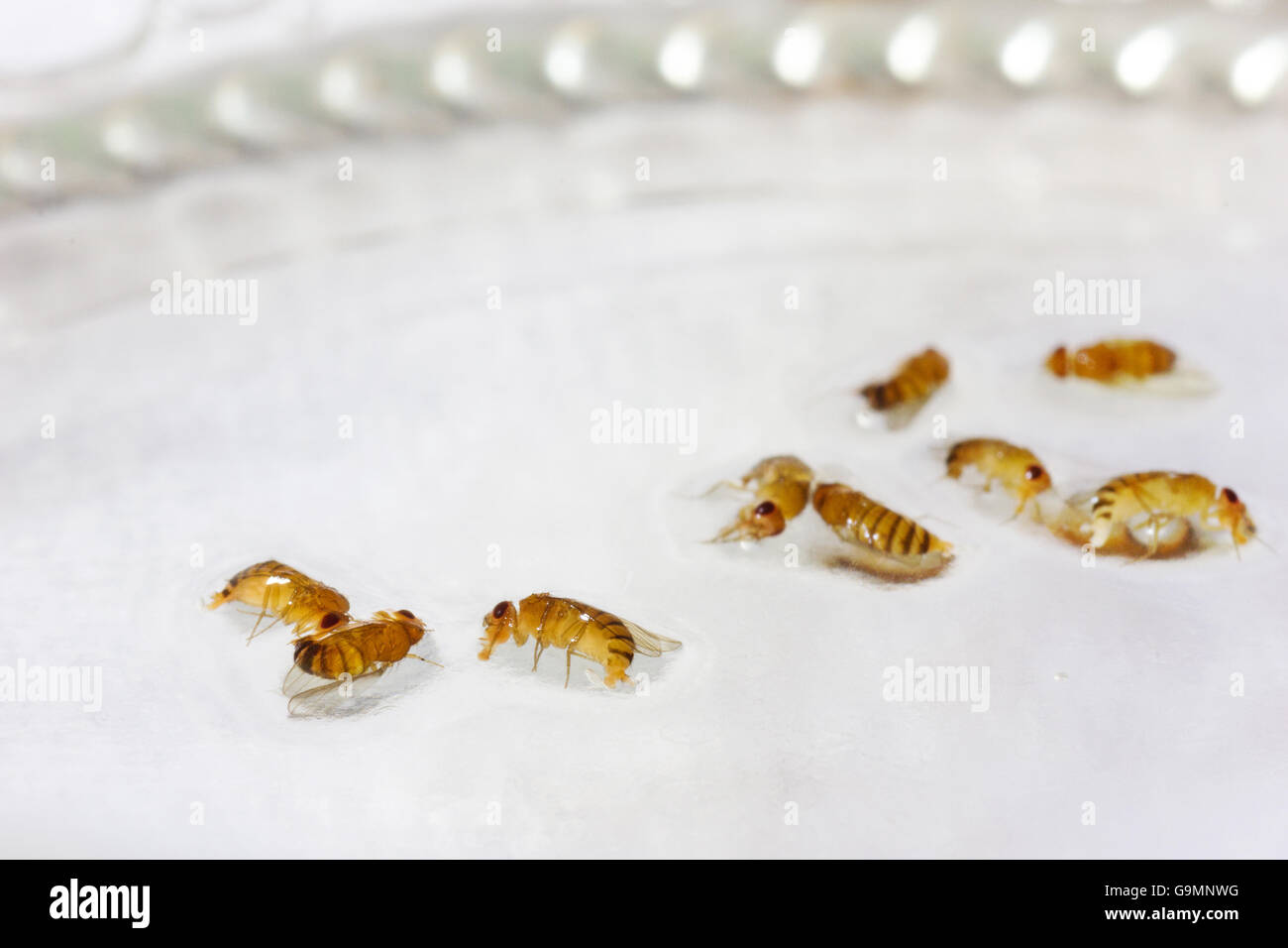 Dead portant des mouches des fruits dans les liquides de vinaigre Banque D'Images