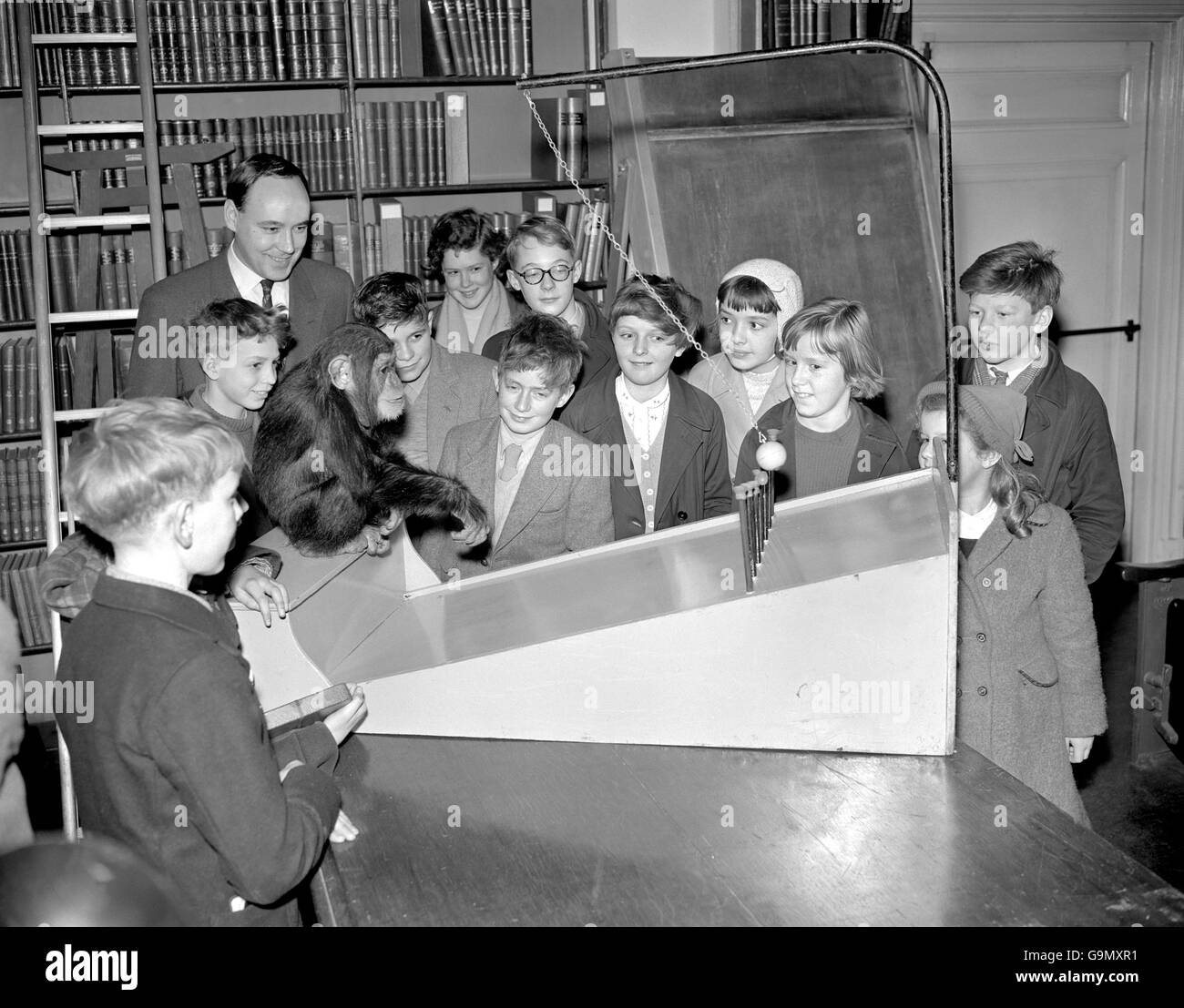 Jose le chimpanzé dans une conférence avec les enfants et le Dr Desmond Morris au zoo de Londres. Banque D'Images