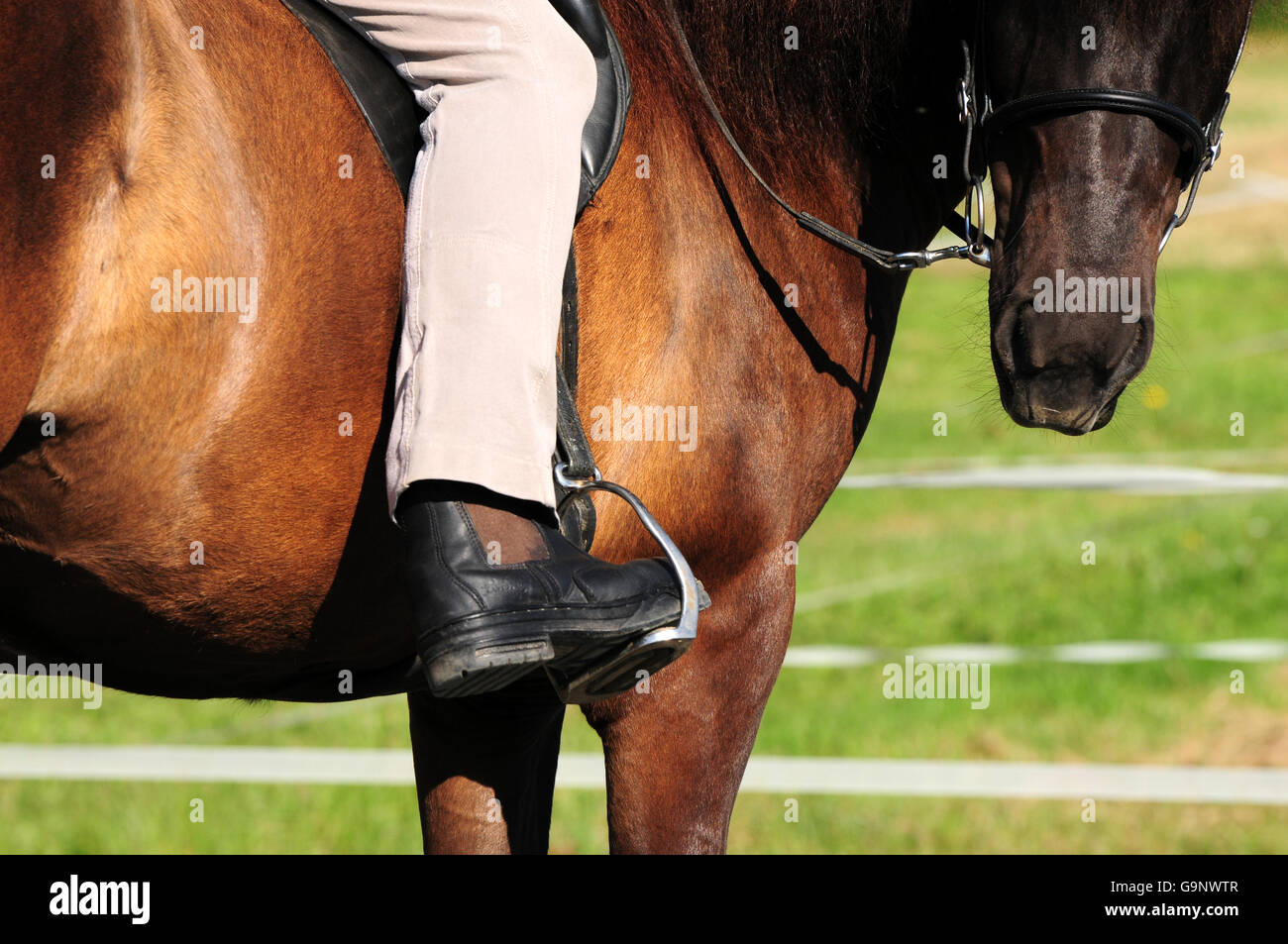 Poney islandais, étrier et bottes d'équitation Photo Stock - Alamy