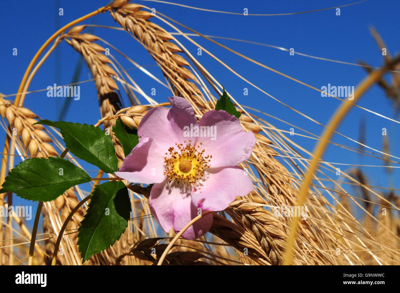 Wild dog rose en champ d'orge (rosa canina) Banque D'Images