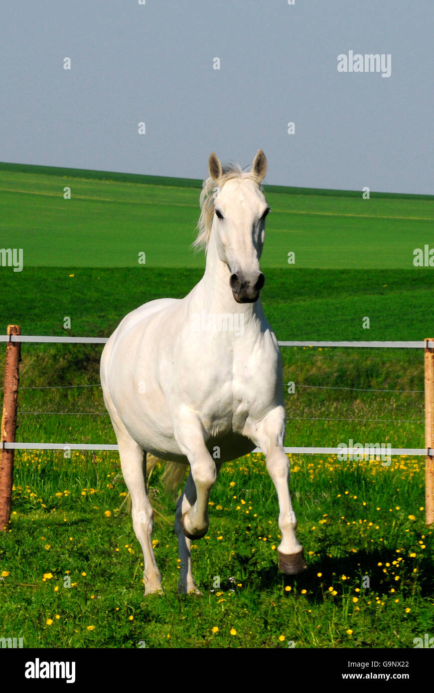 Cheval Lipizzan, mare Banque D'Images