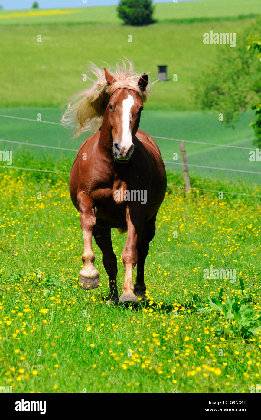 Forte traction bavarois, mare / chevaux de trait, chevaux de trait Banque D'Images