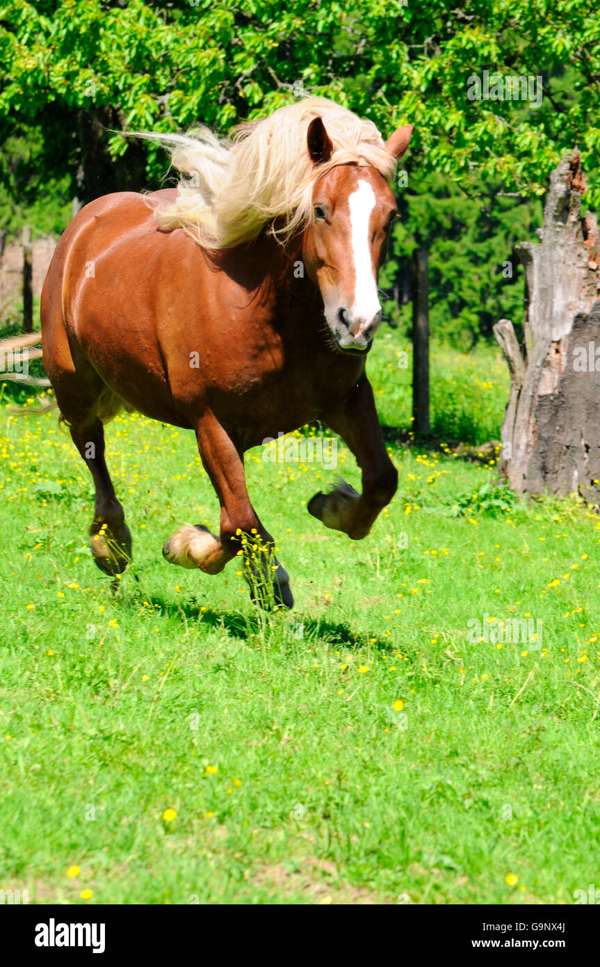 Forte traction bavarois, mare / chevaux de trait, chevaux de trait Banque D'Images