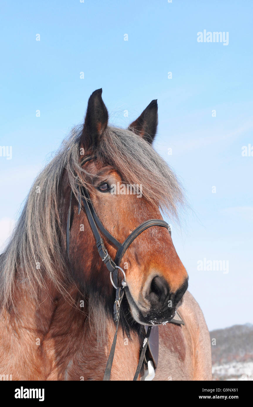 Forte traction belge / hongre, chevaux de trait, chevaux de trait, de Brabant, red roan Banque D'Images