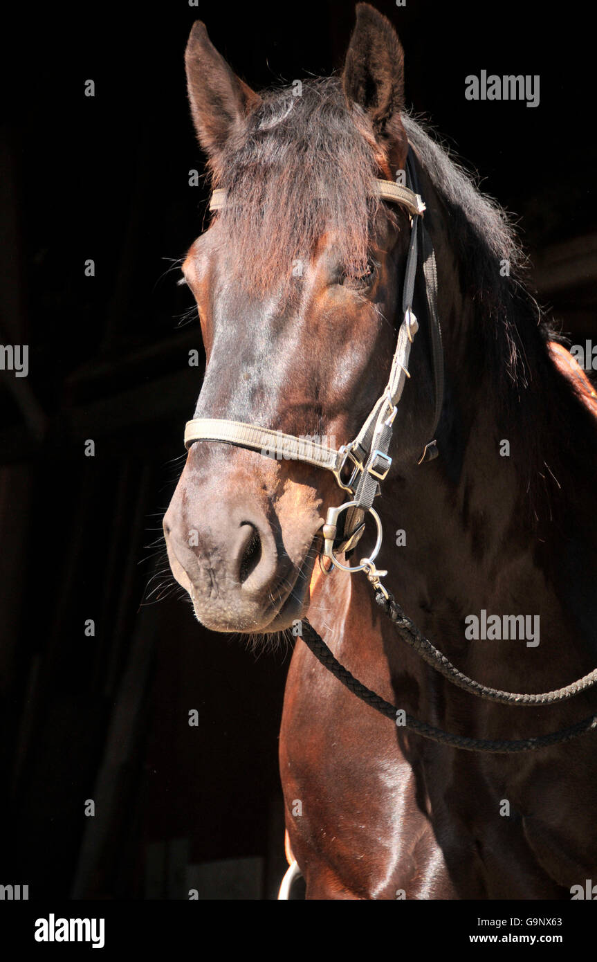Noriker, forte traction / hongre chevaux de trait, chevaux de trait Banque D'Images