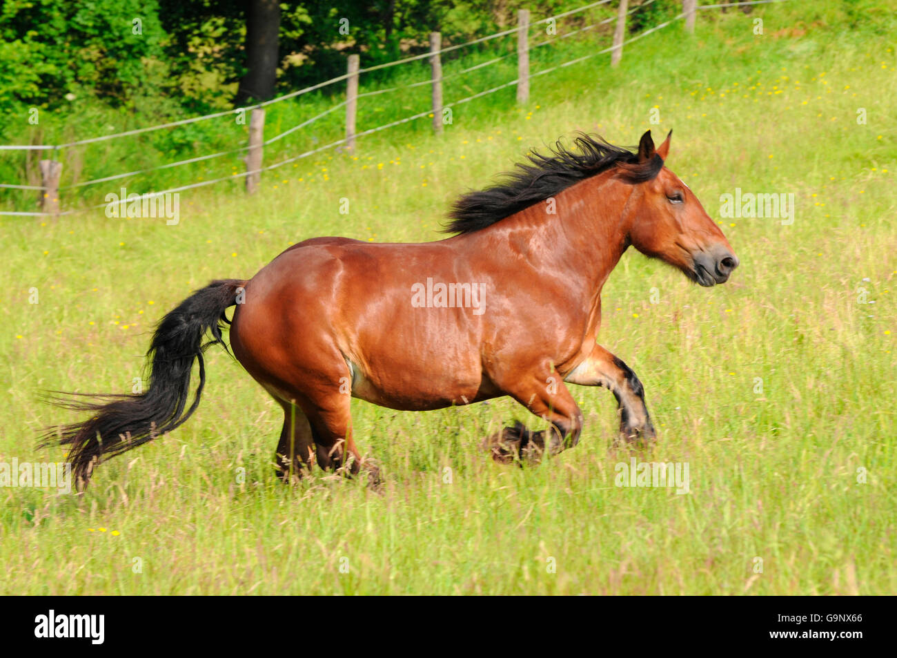 Ardennes, mare / ardennais, à fort tirage, chevaux de trait, chevaux de trait Banque D'Images
