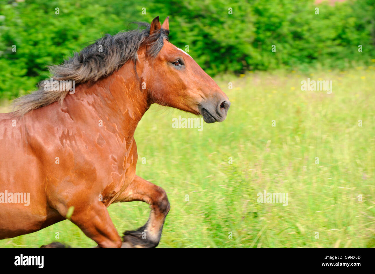 Forte traction Pfalz-Ardenner / hongre, chevaux de trait, chevaux de côté, Banque D'Images