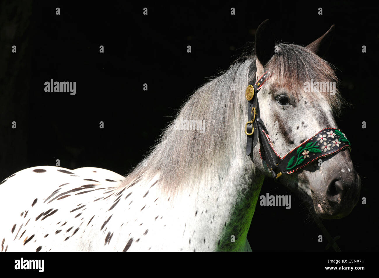 Noriker Draft Horse, mare, repéré / Draft Horse, traditionnel petit Banque D'Images