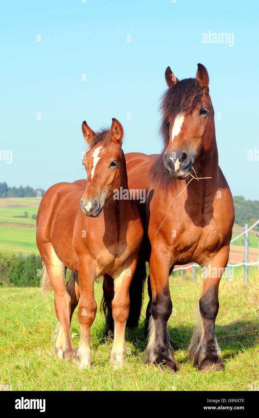 Des brouillons, mare Pfalz-Ardenner avec poulain / chevaux de trait, chevaux de trait, colt Banque D'Images