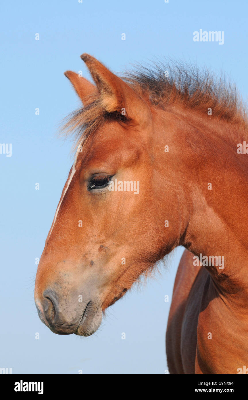 Pfalz-Ardenner à fort tirage, poulain / chevaux de trait, chevaux de trait, colt Banque D'Images