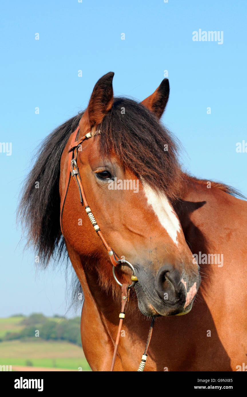 Pfalz-Ardenner à fort tirage, mare / chevaux de trait, chevaux de trait, bridle Banque D'Images