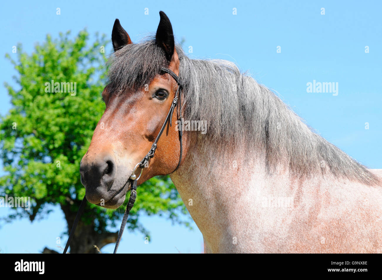 Rhénanie à fort tirage, mare / chevaux de trait, chevaux de trait, bridle Banque D'Images