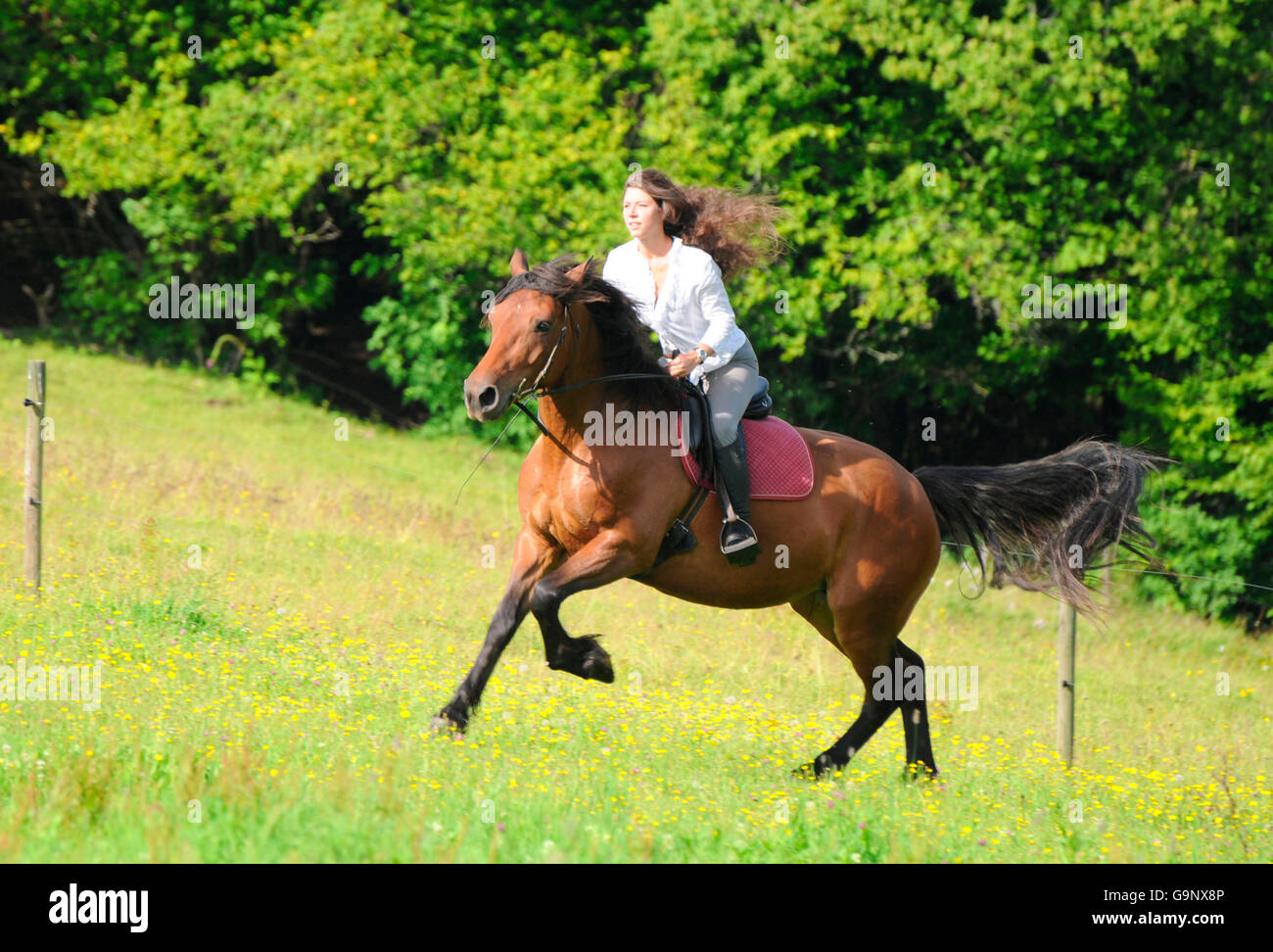 Équitation femme Pfalz-Ardenner très lourdes, mare / chevaux de trait, chevaux de trait, bridle Banque D'Images